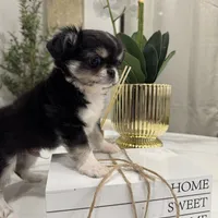 Lucky, a male Chihuahua for sale in Houston, TX – Photo 2 of 10