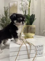 Lucky, a male Chihuahua for sale in Houston, TX – Photo 2 of 10