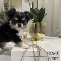 Lucky, a male Chihuahua for sale in Houston, TX – Photo 6 of 10