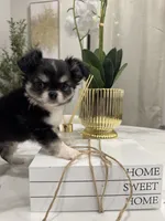 Lucky, a male Chihuahua for sale in Houston, TX – Photo 6 of 10