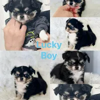 Lucky, a male Chihuahua for sale in Houston, TX – Photo 5 of 10