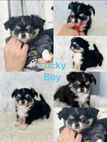 Lucky, a male Chihuahua for sale in Houston, TX – Photo 5 of 10