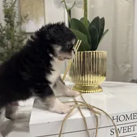 Lucky, a male Chihuahua for sale in Houston, TX – Photo 8 of 10