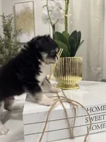 Lucky, a male Chihuahua for sale in Houston, TX – Photo 8 of 10