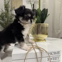 Lucky, a male Chihuahua for sale in Houston, TX – Photo 4 of 10