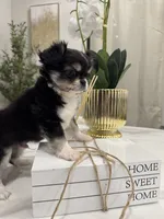 Lucky, a male Chihuahua for sale in Houston, TX – Photo 4 of 10