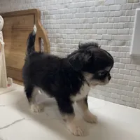 Lucky, a male Chihuahua for sale in Houston, TX – Photo 3 of 10