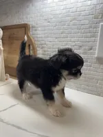 Lucky, a male Chihuahua for sale in Houston, TX – Photo 3 of 10