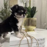 Lucky, a male Chihuahua for sale in Houston, TX – Photo 1 of 10