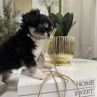 Lucky, a male Chihuahua for sale in Houston, TX – Photo 7 of 10