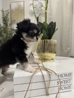 Lucky, a male Chihuahua for sale in Houston, TX – Photo 7 of 10