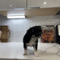 Lucky, a male Chihuahua for sale in Houston, TX – Photo 10 of 10