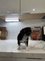 Lucky, a male Chihuahua for sale in Houston, TX – Photo 10 of 10