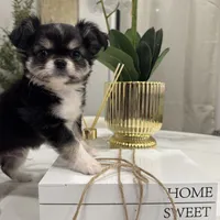 Lucky, a male Chihuahua for sale in Houston, TX – Photo 9 of 10