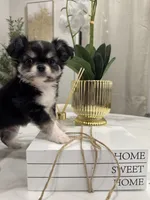 Lucky, a male Chihuahua for sale in Houston, TX – Photo 9 of 10