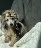 Porche , a male Poodle - Toy  for sale in Houston, TX – 2 of 6