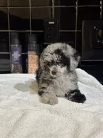 Denver, a female Poodle - Toy  for sale in Houston, TX – 8 of 10