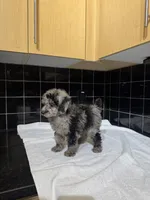 Cali, a male Poodle - Toy  for sale in Houston, TX – 6 of 9