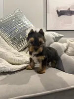 Braxton, a male Yorkshire Terrier for sale in Houston, TX – Photo 4 of 5