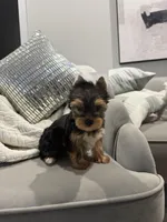 Braxton, a male Yorkshire Terrier for sale in Houston, TX – Photo 3 of 5