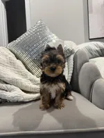 Braxton, a male Yorkshire Terrier for sale in Houston, TX – Photo 5 of 5