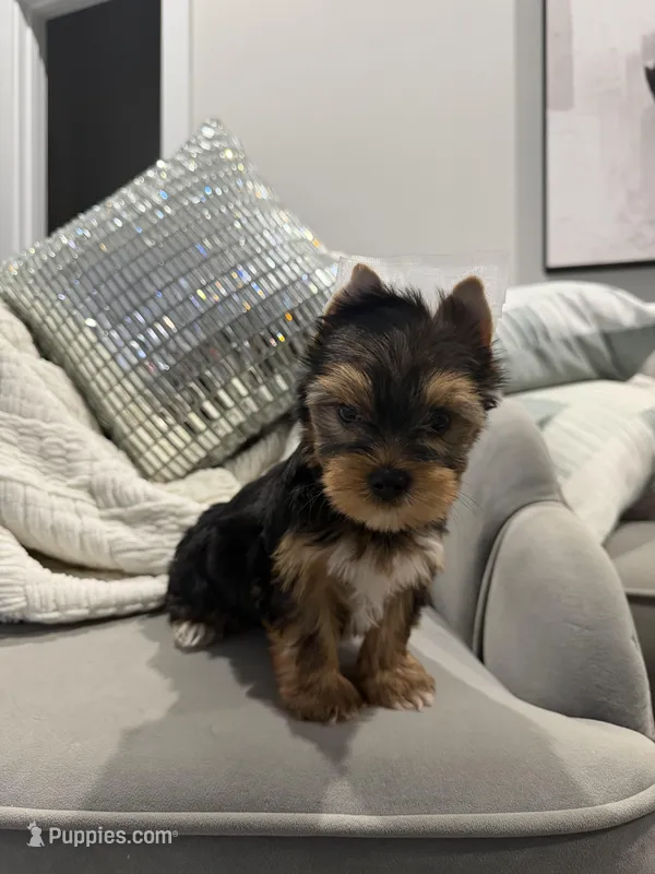 Braxton – Yorkshire Terrier puppy for sale in Houston, TX