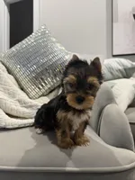 Braxton, a male Yorkshire Terrier for sale in Houston, TX – Photo 1 of 5