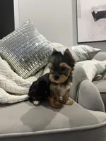 Braxton, a male Yorkshire Terrier for sale in Houston, TX – Photo 2 of 5