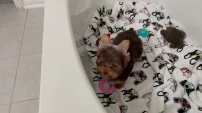 Charlie, a male Yorkshire Terrier for sale in Houston, TX – 3 of 3