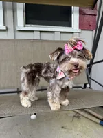 Mama, a female Yorkshire Terrier for sale in Houston, TX – 3 of 6