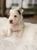 Dove, a female Yorkshire Terrier for sale in Houston, TX – 8 of 10