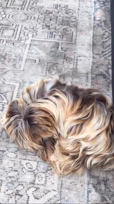 Mama, a female Yorkshire Terrier for sale in Houston, TX – 4 of 6