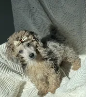 Porche , a male Poodle - Toy  for sale in Houston, TX – 1 of 6