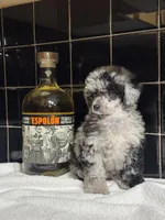 Denver, a female Poodle - Toy  for sale in Houston, TX – 5 of 10