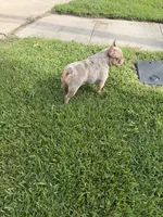 Isabella , a female French Bulldog for sale in Houston, TX – 3 of 3