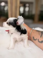 Domino, a male Yorkshire Terrier for sale in Houston, TX – 3 of 9