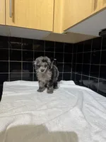 Cali, a male Poodle - Toy  for sale in Houston, TX – 8 of 9
