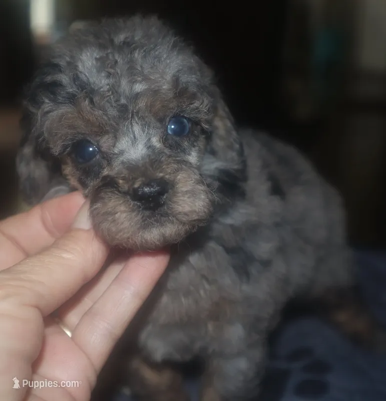 Kansas – Poodle - Toy  puppy for sale in Houston, TX