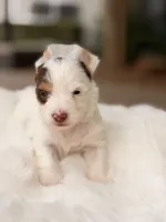 Dove, a female Yorkshire Terrier for sale in Houston, TX – 7 of 10
