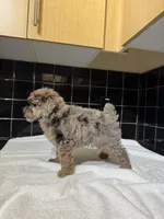 Texas, a male Poodle - Toy  for sale in Houston, TX – 6 of 9