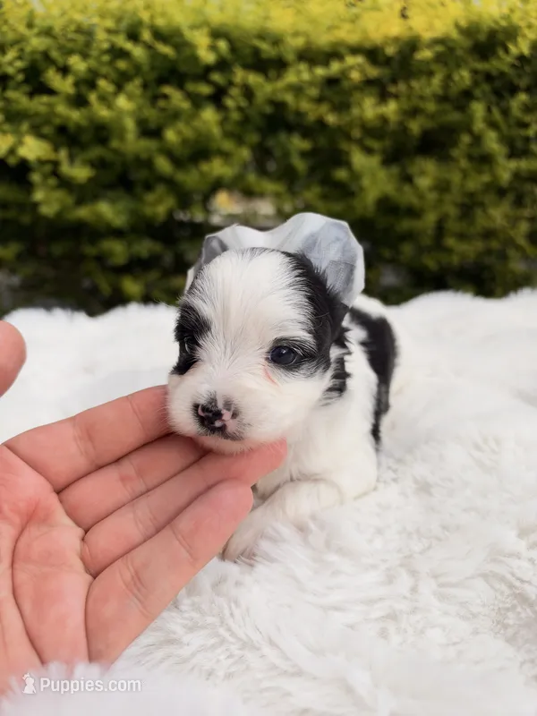 Autumn – Yorkshire Terrier puppy for sale in Houston, TX
