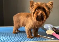 Cinnamon , a female Yorkshire Terrier for sale in Houston, TX – 2 of 6