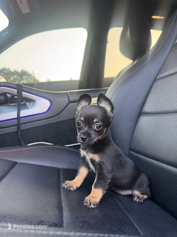 Dallas – Chihuahua puppy for sale in Houston, TX