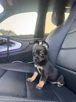 Dallas, a male Chihuahua for sale in Houston, TX – Photo 1 of 4