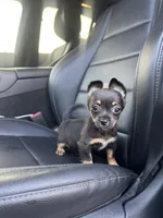 Dallas, a male Chihuahua for sale in Houston, TX – Photo 2 of 4