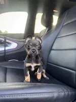 Dallas, a male Chihuahua for sale in Houston, TX – Photo 3 of 4