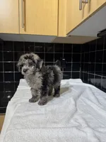Cali, a male Poodle - Toy  for sale in Houston, TX – 9 of 9