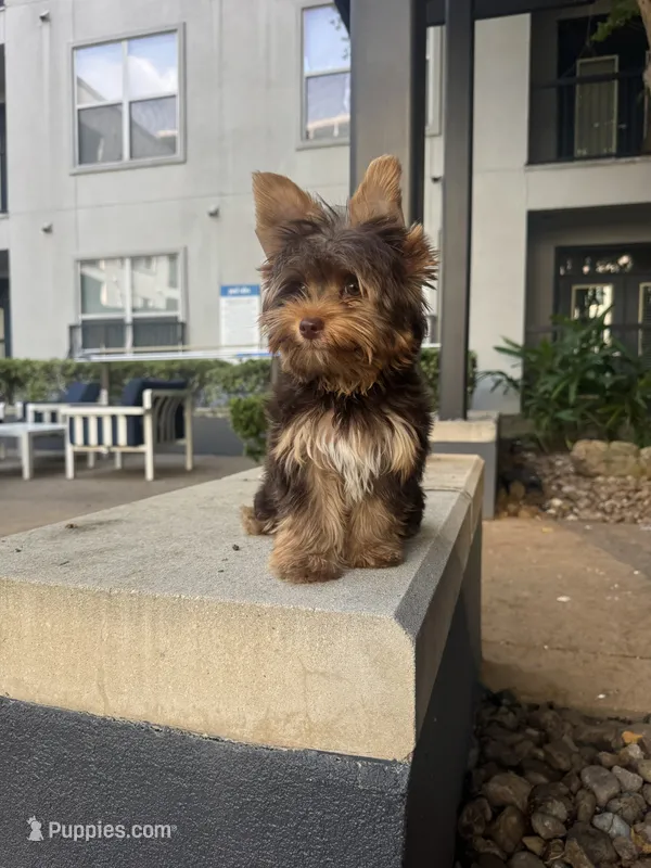 Charlie – Yorkshire Terrier puppy for sale in Houston, TX