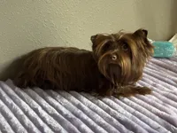 Cinnamon , a female Yorkshire Terrier for sale in Houston, TX – 4 of 6