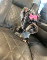 Dior, a female Yorkshire Terrier for sale in Houston, TX – 2 of 5